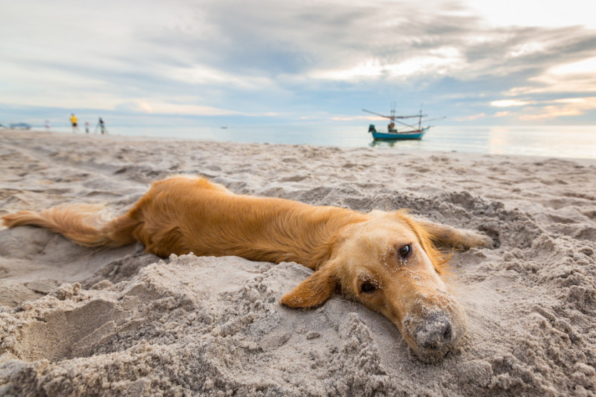 Die 10 besten Hundestrände an der Ostsee [D] Interchalet Reisetipps